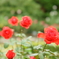 旧古河庭園の薔薇