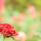 旧古河庭園の薔薇