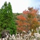 紅葉トレッキング