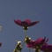 09D4081E-0ABC-4512-8EDA-9F2A9675917B
