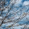 小鳥と秋の空