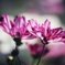 秋桜