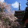 天晴の桜