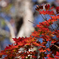 紅葉