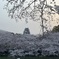 春の岡山城