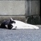 隣の猫
