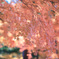 紅葉、桜の如し