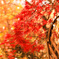 紅葉の木漏れ日の中で