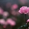 秋薔薇
