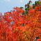 筑波山の紅葉