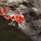筑波山の紅葉2