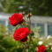 薔薇園の薔薇