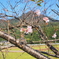 10月桜と筑波山