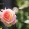 庭の薔薇(マチルダ）