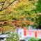 Maple