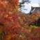 宝福寺の紅葉