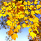 大山紅葉の森