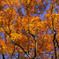 大山紅葉の森