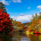 雲場池の紅葉２