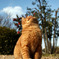 見上げる猫