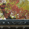 紅彩