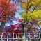 紅葉