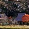 山里の秋
