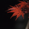 紅