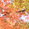 今年初の紅葉散策