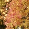 紅葉全開　高野山
