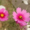 秋桜