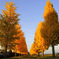 Autumn rows of trees road...