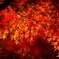 照紅葉