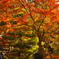 紅葉の帳