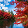 雲場池の紅葉３