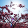 桜の光
