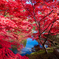 弘前公園の紅葉-Ⅰ