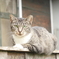 猫写日和66
