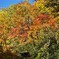 称名滝の紅葉