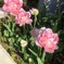 ピンクの綺麗なお花！