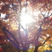 盛岡市中央公民館　紅葉　ゴースト写真（HELIOS 44-2)