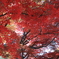 盛岡市中央公民館　庭園　紅葉　１