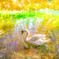 白鳥の湖　ー秋の景－