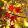 庄川峡の紅葉③
