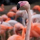 王子動物園のフラミンゴ２