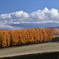 Colored larch forest