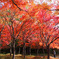 旭川ダム公園の紅葉1