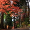 参道の紅葉