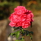 薔薇