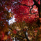 紅に包まれて